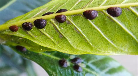 lilly pilly beetle spray|Lilly Pilly Problems, Pests, and Diseases (Scale,。